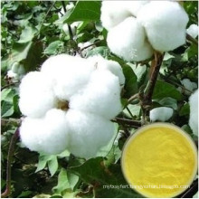 Gossypol/Cottonseed Extract